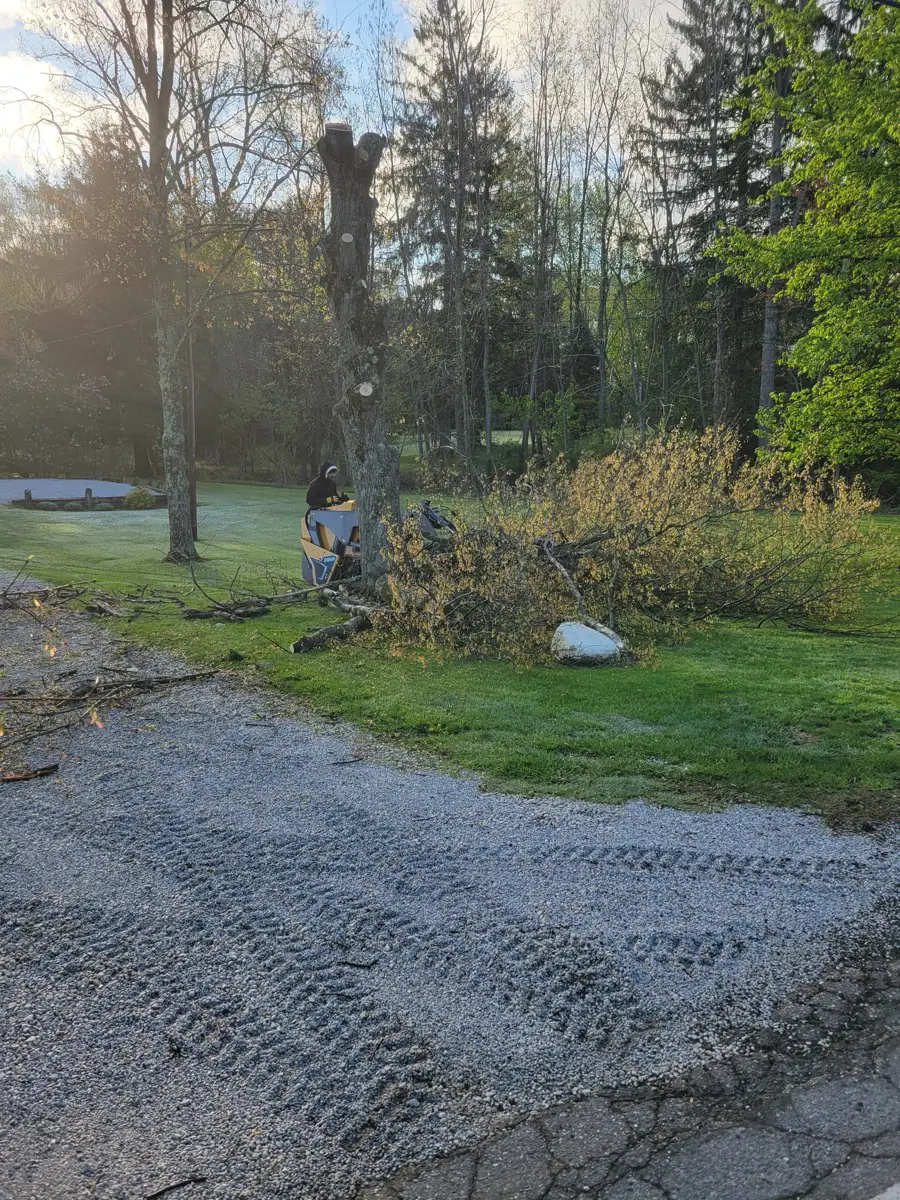 A tree taken down to the trunk with branches stacked beside a gravel drive
