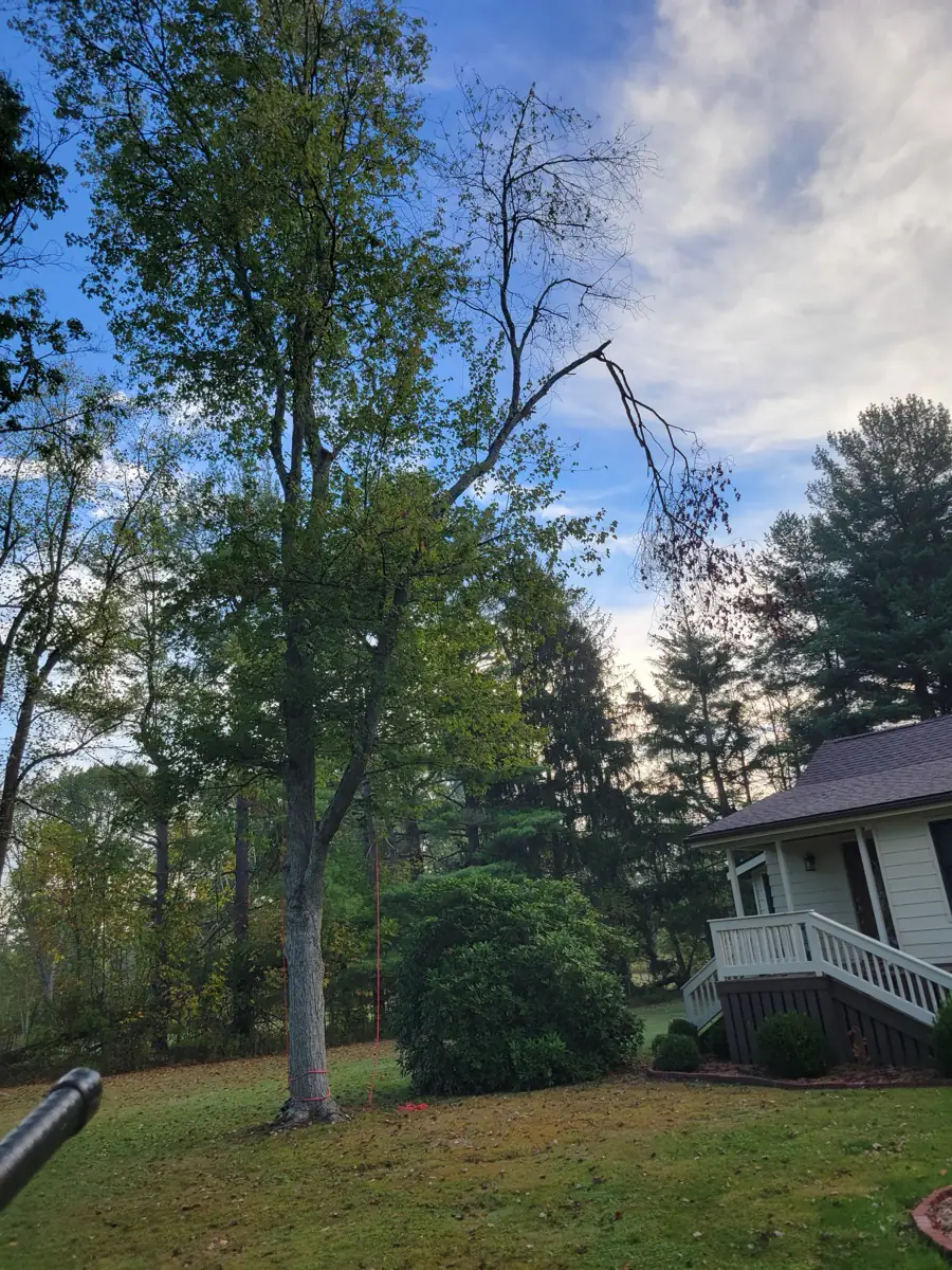 Large tree with a dead limb hanging over a home, marked for trimming
